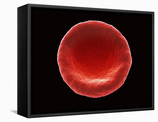 Red Blood Cell, SEM-Steve Gschmeissner-Framed Stretched Canvas