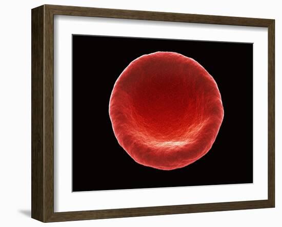 Red Blood Cell, SEM-Steve Gschmeissner-Framed Photographic Print