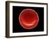 Red Blood Cell, SEM-Steve Gschmeissner-Framed Photographic Print