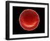 Red Blood Cell, SEM-Steve Gschmeissner-Framed Photographic Print