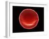 Red Blood Cell, SEM-Steve Gschmeissner-Framed Photographic Print