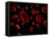 Red Blood Cells, Artwork-SCIEPRO-Framed Stretched Canvas