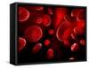 Red Blood Cells, Artwork-SCIEPRO-Framed Stretched Canvas