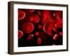 Red Blood Cells, Artwork-SCIEPRO-Framed Photographic Print