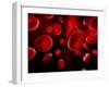 Red Blood Cells, Artwork-SCIEPRO-Framed Photographic Print