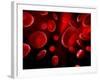 Red Blood Cells, Artwork-SCIEPRO-Framed Photographic Print