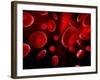 Red Blood Cells, Artwork-SCIEPRO-Framed Photographic Print