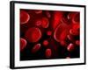 Red Blood Cells, Artwork-SCIEPRO-Framed Photographic Print