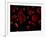 Red Blood Cells, Artwork-SCIEPRO-Framed Photographic Print