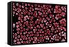 Red Blood Cells, SEM-Dr. Yorgos Nikas-Framed Stretched Canvas