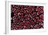 Red Blood Cells, SEM-Dr. Yorgos Nikas-Framed Premium Photographic Print