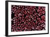 Red Blood Cells, SEM-Dr. Yorgos Nikas-Framed Premium Photographic Print