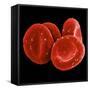 Red Blood Cells-null-Framed Stretched Canvas