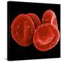 Red Blood Cells-null-Stretched Canvas