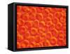 Red Blood Cells-null-Framed Stretched Canvas