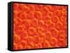 Red Blood Cells-null-Framed Stretched Canvas