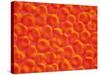 Red Blood Cells-null-Stretched Canvas