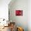 Red Blood Cells-David Mack-Stretched Canvas displayed on a wall