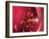 Red Blood Cells-David Mack-Framed Premium Photographic Print