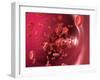 Red Blood Cells-David Mack-Framed Premium Photographic Print