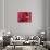 Red Blood Cells-David Mack-Photographic Print displayed on a wall