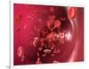 Red Blood Cells-David Mack-Framed Photographic Print