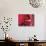 Red Blood Cells-David Mack-Mounted Photographic Print displayed on a wall