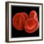 Red Blood Cells-null-Framed Photographic Print