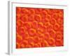 Red Blood Cells-null-Framed Photographic Print
