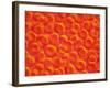 Red Blood Cells-null-Framed Photographic Print