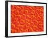 Red Blood Cells-null-Framed Photographic Print