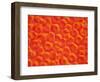 Red Blood Cells-null-Framed Photographic Print