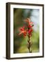 Red Bloom-Erin Berzel-Framed Photographic Print