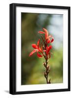 Red Bloom-Erin Berzel-Framed Photographic Print