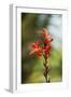 Red Bloom-Erin Berzel-Framed Photographic Print