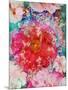Red Blooming Rose Blossom with Cherry Blossoms Ornaments from Spring Trees-Alaya Gadeh-Mounted Photographic Print