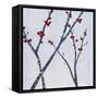 Red Blooms-Herb Dickinson-Framed Stretched Canvas