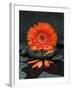 Red Blossom on Black Stones-Uwe Merkel-Framed Photographic Print