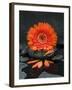 Red Blossom on Black Stones-Uwe Merkel-Framed Photographic Print