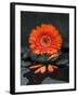 Red Blossom on Black Stones-Uwe Merkel-Framed Photographic Print