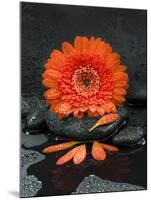 Red Blossom on Black Stones-Uwe Merkel-Mounted Photographic Print