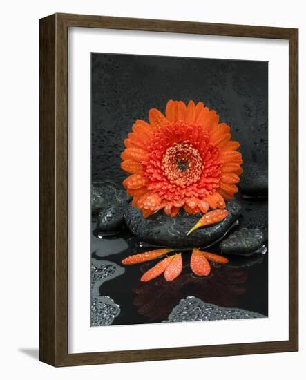 Red Blossom on Black Stones-Uwe Merkel-Framed Photographic Print