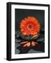 Red Blossom on Black Stones-Uwe Merkel-Framed Photographic Print