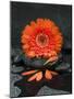 Red Blossom on Black Stones-Uwe Merkel-Mounted Photographic Print