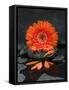 Red Blossom on Black Stones-Uwe Merkel-Framed Stretched Canvas