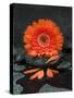 Red Blossom on Black Stones-Uwe Merkel-Stretched Canvas