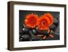 Red Blossoms on Black Stones-Uwe Merkel-Framed Photographic Print