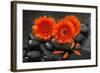 Red Blossoms on Black Stones-Uwe Merkel-Framed Premium Photographic Print