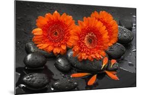 Red Blossoms on Black Stones-Uwe Merkel-Mounted Photographic Print