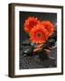 Red Blossoms on Black Stones-Uwe Merkel-Framed Photographic Print